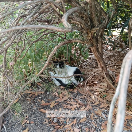 Photo de chat trouvé à St Romain Le Puy
