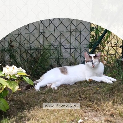 Photo 1/1 lou Chat perdu à Barsac
