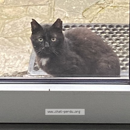 Photo 1/1 Chat trouvé Trouvé à Borset