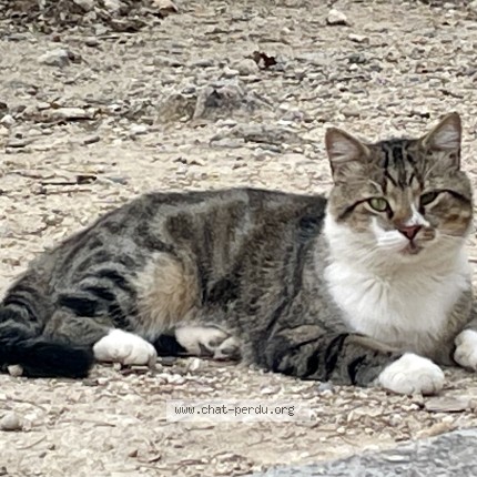 Photo 1/1 Chat trouvé Trouvé à Mazan