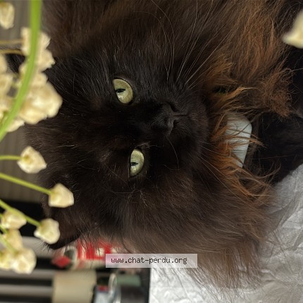 Photo de chat perdu à Etiolles