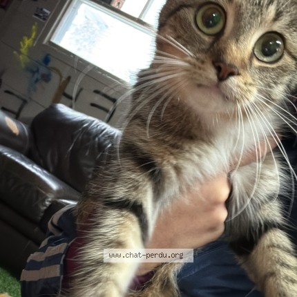 Photo de chat trouvé à Drummondville
