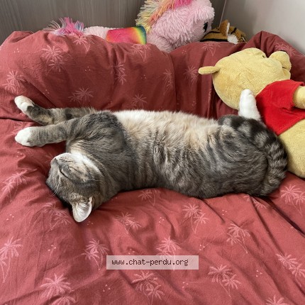 Photo de chat perdu à Cassagne