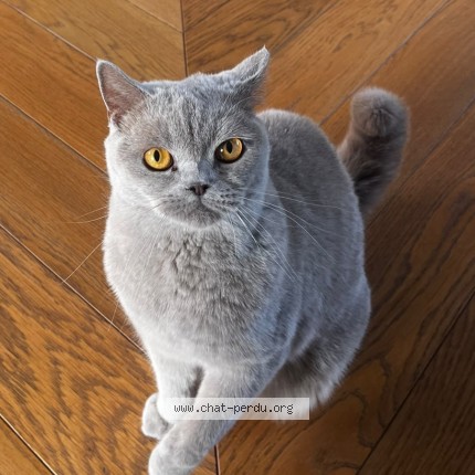 Photo de chat perdu à Paris