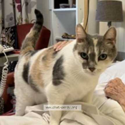 Photo de chat perdu à Libourne