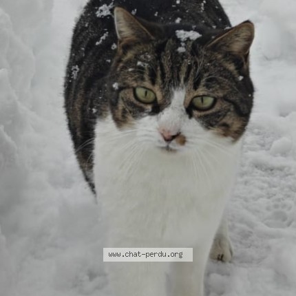 Photo 1/1 FRANTZ Chat perdu à Leukerbad