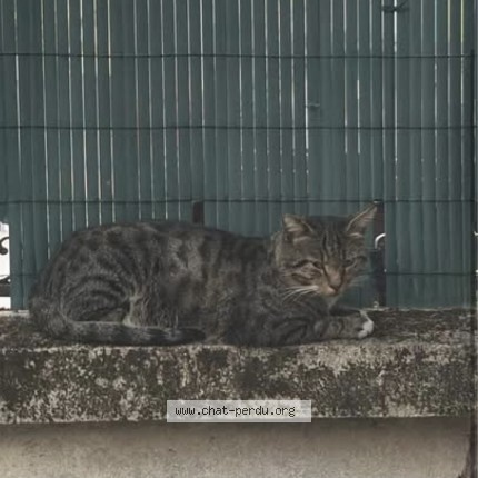 Photo 1/1 Chat trouvé Trouvé à Vitry Sur Seine