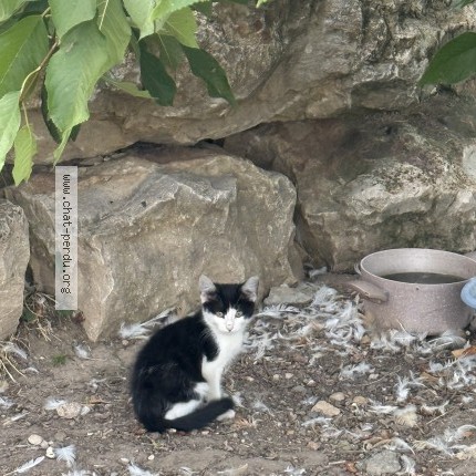 Photo 1/1 Chat trouvé Trouvé à L Arbresle