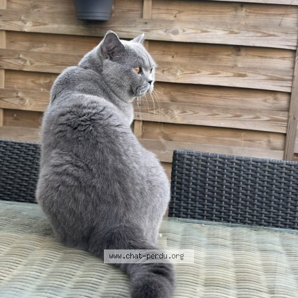 Photo de chat perdu à Orleans