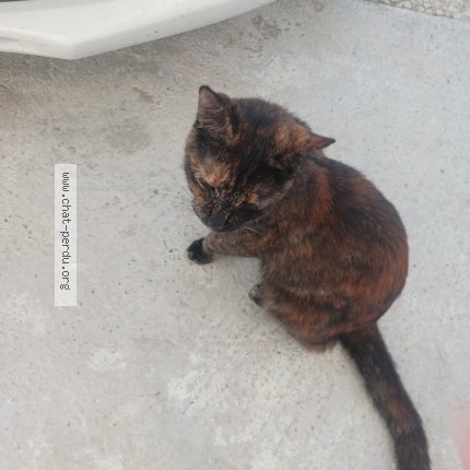 Photo 1/1 Chat retrouvé Trouvé à Marennes