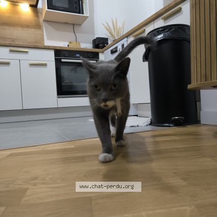 Photo de chat trouvé à Brest