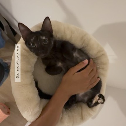 Photo de chat perdu à Toulouse