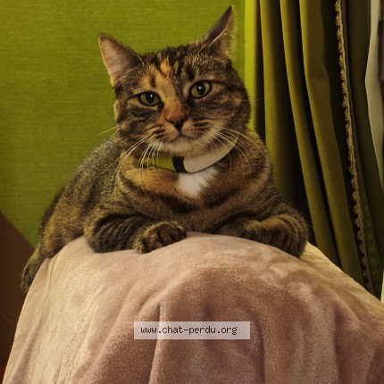 Photo de chat perdu à Azay Sur Cher