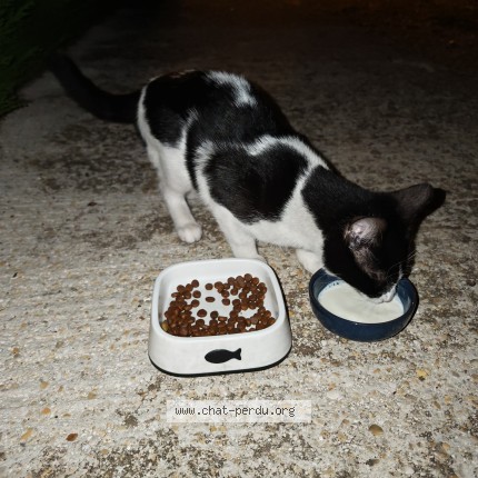 Photo de chat trouvé à Marolles En Hurepoix