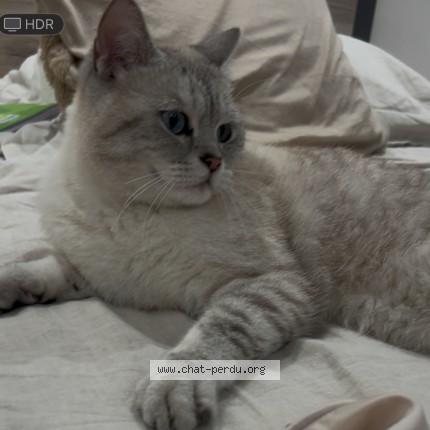Photo 1/1 Jaron surnom Minou Chat perdu à Cranves Sales