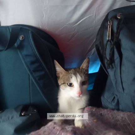 Photo de chat perdu à Paris