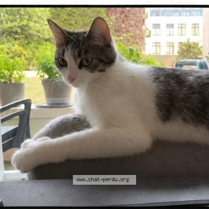 Photo de chat perdu à Paris 12eme Arrondissement