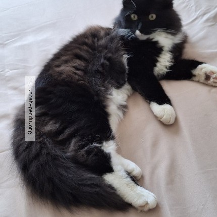 Photo 1/1 Athéna Chat perdu à Saint Mars La Jaille