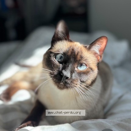 Photo de chat perdu à Lille
