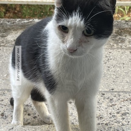 Photo 1/1 Chat trouvé Trouvé à Cenon