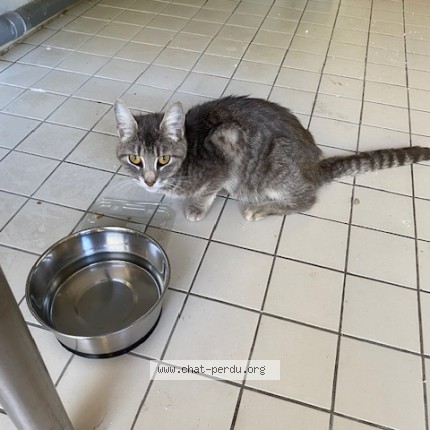 Photo 1/1 Chat trouvé Trouvé à Colomiers