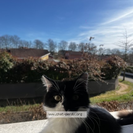 Photo de chat perdu à Marlieux
