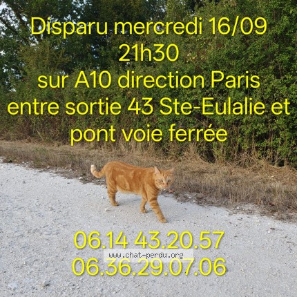 Photo 1/1 Tiki Chat perdu à Saint Eulalie