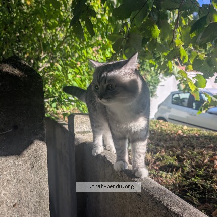 Photo 1/1 Chat retrouvé Perdu à Houilles