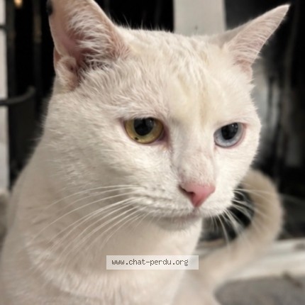 Photo de chat perdu à Alfortville