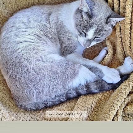 Photo 1/1 Bébé Chat perdu à Seiches Sur Le Loir
