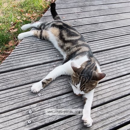 Photo 1/1 Chat trouvé Trouvé à Ivry Sur Seine