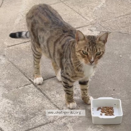 Photo de chat perdu à Drancy