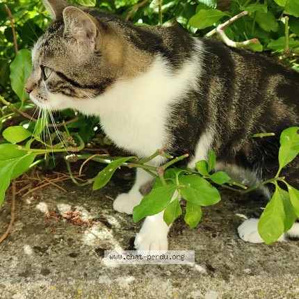 Photo 1/1 Chat trouvé Trouvé à Vendome