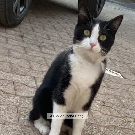 Photo de chat perdu à Chalon Sur Saone