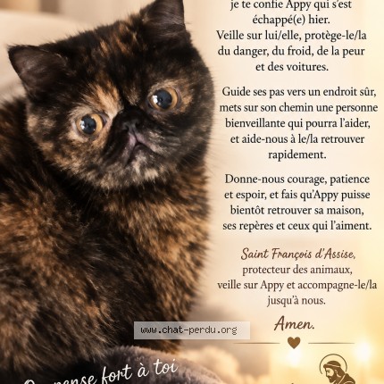 Photo 1/1 appy Chat perdu à Thionville