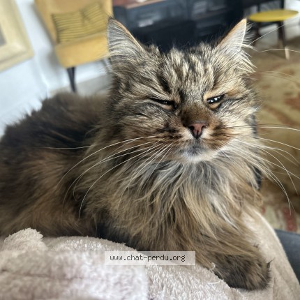 Photo de chat perdu à Saint Cyr Sur Loire