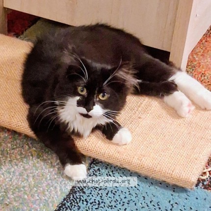 Photo de chat perdu à Romilly Sur Andelle
