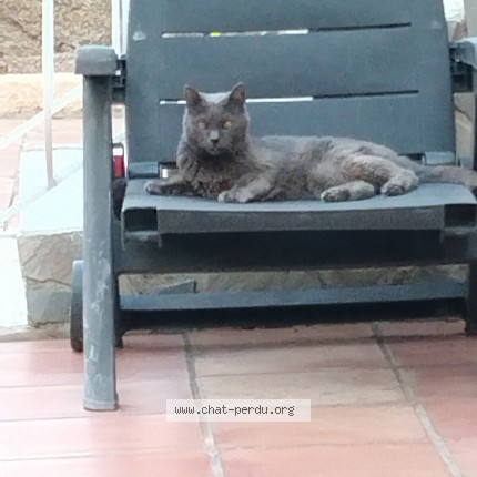 Photo de chat perdu à Toulon 83