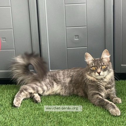 Photo de chat perdu à Les Ponts De Ce
