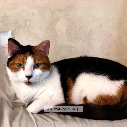 Photo 1/1 RUBY Chat perdu à Aubergenville