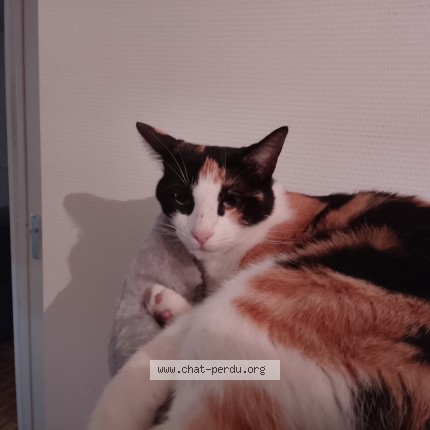 Photo 1/1 ully Chat perdu à Condat Sur Vienne