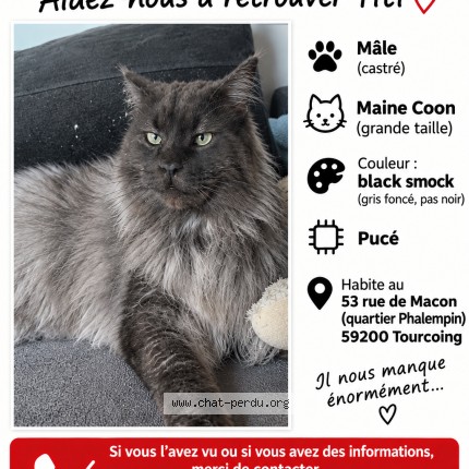 Photo de chat perdu à Tourcoing