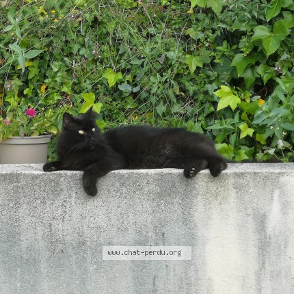 Photo 1/1 Pompon Chat perdu à St Saturnin Les Avignon