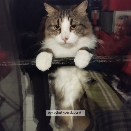 Photo de chat perdu à Chateaurenard