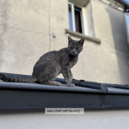 Photo 1/1 Chat trouvé Trouvé à Montfermeil