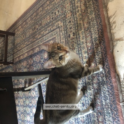 Photo 1/1 Chat trouvé Trouvé à Saint Ouen Les Vignes