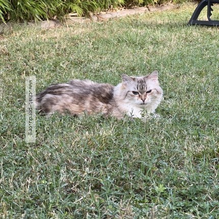 Photo de chat perdu à Vedene