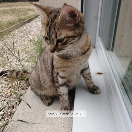 Photo de chat perdu à Longue Jumelle