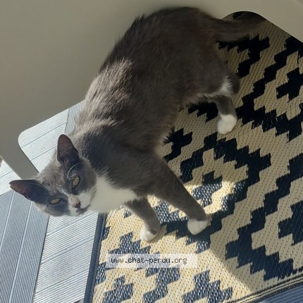 Photo 1/1 Chat trouvé Trouvé à Aubevoye