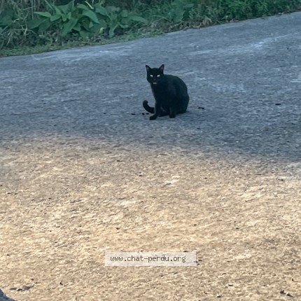 Photo 1/2 Chat trouvé Trouvé à Roncq